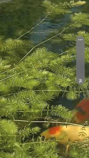 Hoornblad zuurstofplant beschikbaar voor biedingen