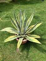2 agave cactussen, Tuin en Terras, Ophalen