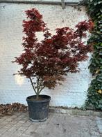Japanse esdoorn, Tuin en Terras, Ophalen