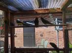Kakariki, kakarikies, Dieren en Toebehoren