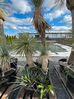 Lot van 5 yucca’s (LOT 42), Ophalen, Vaste plant, Overige soorten, Volle zon