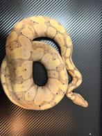 Regius, Dieren en Toebehoren, Reptielen en Amfibieën | Toebehoren, Ophalen