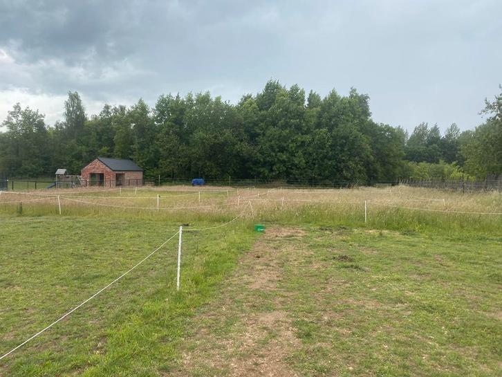 Weidemaatje gezocht omgeving Leuven-Aarschot, Dieren en Toebehoren, Stalling en Weidegang, Stalling, Weidegang