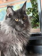 Blue Smoke Maine Coon katertje met stamboom!, Kater, Met stamboom, 0 tot 2 jaar