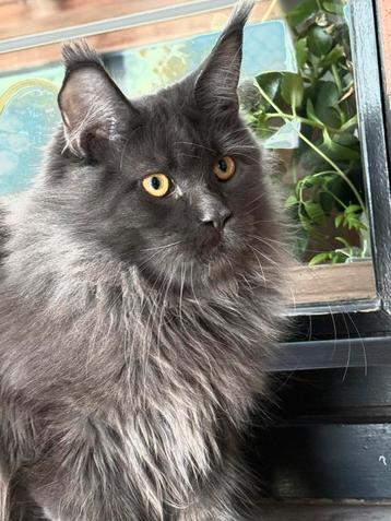 VERKOCHT❗️Blue Smoke Maine Coon kater met stamboom! beschikbaar voor biedingen