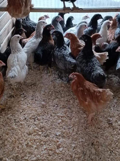jonge hennen op bestelling voor 29 juli vanaf 6,75 euro, Dieren en Toebehoren, Pluimvee, Kip, Vrouwelijk