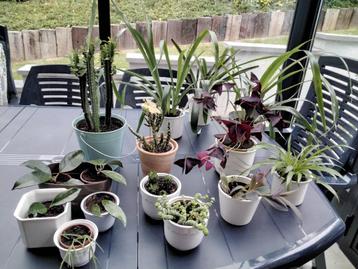 Kamerplanten/Hoyau/Crassula/Opuntia/Oxalix/Billbergia  beschikbaar voor biedingen