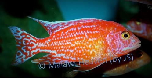 Aulonocara Fire Fisch (Seiffert) - malawi cichliden, Dieren en Toebehoren, Vissen | Aquariumvissen, Zoetwatervis, Vis, Schoolvis