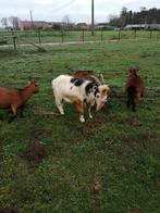 Bokje, Dieren en Toebehoren