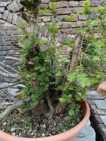 Monster taxus bonsai project 