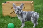 Franse bulldog pups, Dieren en Toebehoren, België, 15 weken tot 1 jaar, CDV (hondenziekte), Bulldog