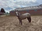 Nieuw thuis gezocht voor diverse paarden, Ophalen