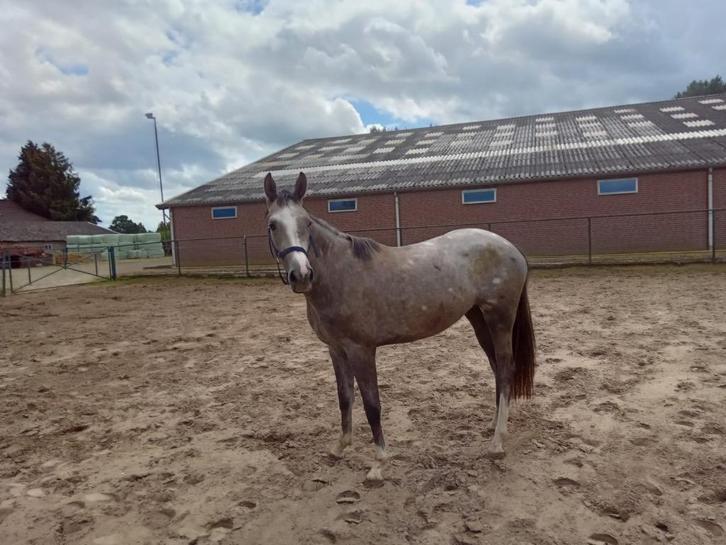 Nieuw thuis gezocht voor diverse paarden, Diversen, Overige Diversen, Ophalen