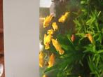101 Molly's te koop, Dieren en Toebehoren, Vissen | Aquariumvissen
