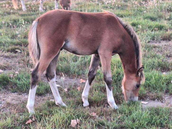 Heel mooi welsh sectie B ( c pony hengstveulen), Dieren en Toebehoren, Paarden, Hengst, Onbeleerd, Minder dan 160 cm, 0 tot 2 jaar