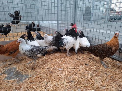 Lakenvelder goudbrakel en zilverbrakel kippen, Animaux & Accessoires, Volatiles, Poule ou poulet