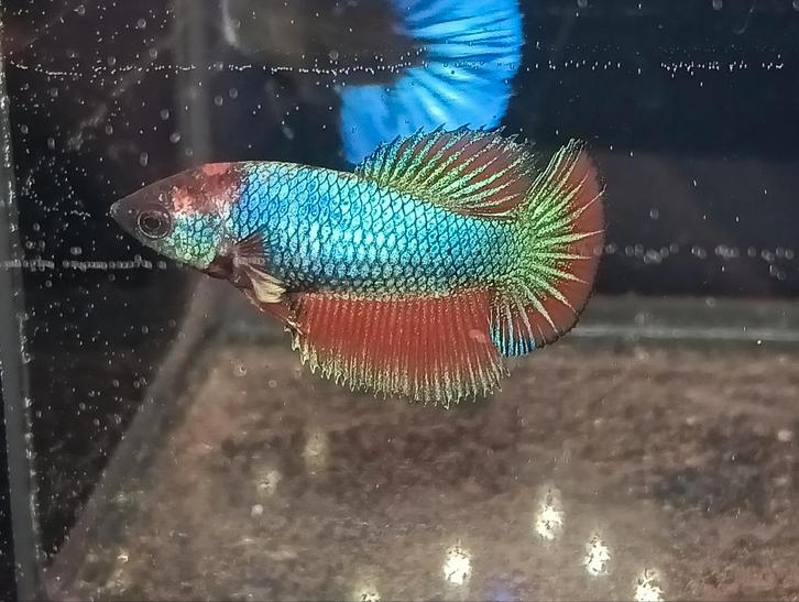 Betta vrouw, Dieren en Toebehoren, Vissen | Aquariumvissen