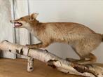 taxidermie vos, Comme neuf, Enlèvement