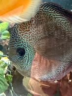 Discus, Dieren en Toebehoren