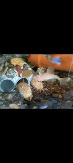Ancistrus sp Gold/Albino volwassen koppel, Dieren en Toebehoren, Vissen | Aquariumvissen