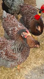 Wyandotte goud blauw gezoomd grote soort