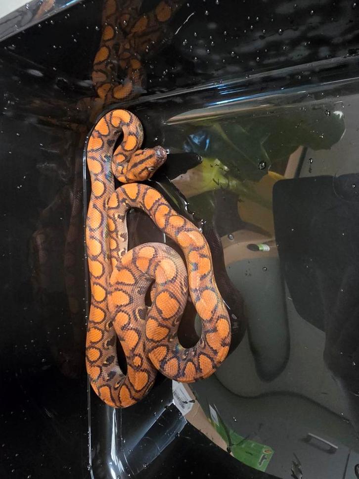 Epicrates cenchria cenchria rood en caramel, Dieren en Toebehoren, Reptielen en Amfibieën, Amfibie