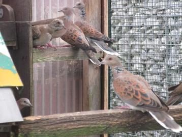 Oud kweekkoppel zomertortels met cites beschikbaar voor biedingen
