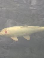Koi, Dieren en Toebehoren