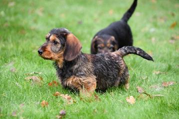 Ruwharige Teckel pups te koop beschikbaar voor biedingen