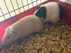 2 jonge cavia's, Dieren en Toebehoren