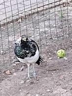Lady fazant haan, Dieren en Toebehoren