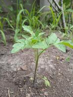 Tomatenplanten per stuk €1., Vaste plant, Ophalen of Verzenden, Bloeit niet, Halfschaduw