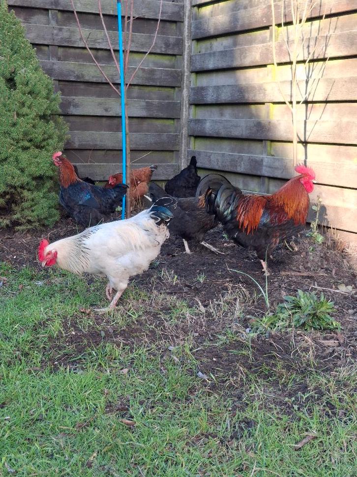 Legkippen, Dieren en Toebehoren, Pluimvee | Toebehoren, Gebruikt, Overige typen, Ophalen