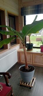 bananier d'intérieur, Autres espèces, En pot, Plein soleil, Enlèvement