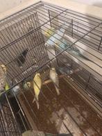 Peruches a vendre
