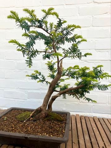 Taxus, pre-bonsai beschikbaar voor biedingen