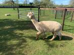 Drachtige alpaca merrie te koop
