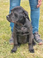 Cane corso pups, België, Overige rassen, CDV (hondenziekte), 8 tot 15 weken