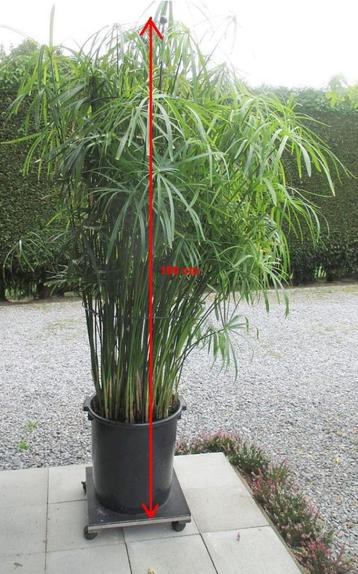 grote PAPYRUS plant beschikbaar voor biedingen