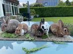 Raszuivere rexdwergjes van tentoonstellingfokker, Dieren en Toebehoren, Konijnen, Meerdere dieren, Dwerg, 0 tot 2 jaar