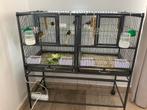 Canaris, Animaux & Accessoires, Enlèvement, Comme neuf