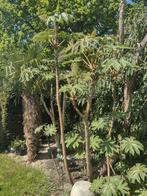 Grote papierplanten tetrapanax. Nog enkele beschikbaar, Ophalen