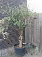 Olijfbomen olea europaea aan stuntprijzen!, Tuin en Terras, Planten | Bomen, Ophalen
