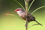 Sint helenafazantje / Astrild ondulé, Dieren en Toebehoren, Vogels | Overige Vogels