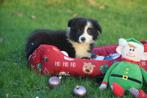 Chiots border collie nés dans le privé, Colley, Plusieurs, Belgique, Plusieurs animaux