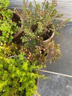Winterharde planten 11 stuks, Tuin en Terras, Planten | Tuinplanten, Ophalen