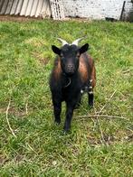 Dwerggeit dekbok, Dieren en Toebehoren, Schapen, Geiten en Varkens, Mannelijk, Geit, 0 tot 2 jaar