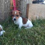 Super speelse jack Russell pups, Dieren en Toebehoren, Honden | Jack Russells en Terriërs, België, Fokker | Hobbymatig, Jack Russell Terriër