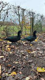 Muskus eend man, Canard