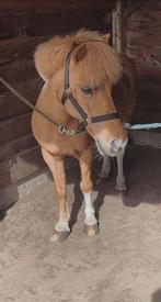 Halve stal aangeboden, Merrie, Niet van toepassing, A pony (tot 1.17m), 11 jaar of ouder